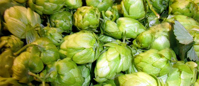 Hop Harvest Talk: Laurelwood Fresh Hop Workhorse IPA & Hood River Hops Fest