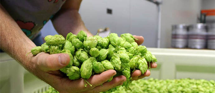 Top 6 West Coast IPAs for IPA Day