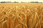 Beer Crisis Brewing as Heavy Rains Put a Pinch on America's Malt Barley Crops