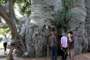 Craft Beer Portland | Get a Buzz Inside One of the World's Largest Trees | Drink Portland