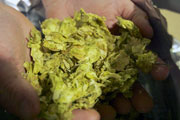 Craft Beer Portland | Drought Is a Growing Cause of Concern for Hop Farmers and Their Crops | Drink Portland